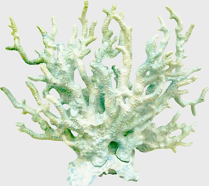 coral reef, ocean decor, coral color, aquarium decoration, marine life, underwater ecosystem, reef structure coral reef, ocean decor, coral color, aquarium decoration, marine life, underwater ecosystem, reef structure
