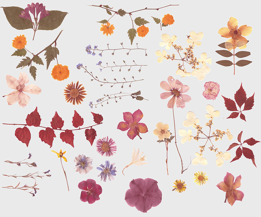 pressed flower craft illustrations, watercolor flower arrangements, dried flower decorative patterns, floral design elements, botanical art prints, vintage flower collage, nature-inspired decor pieces