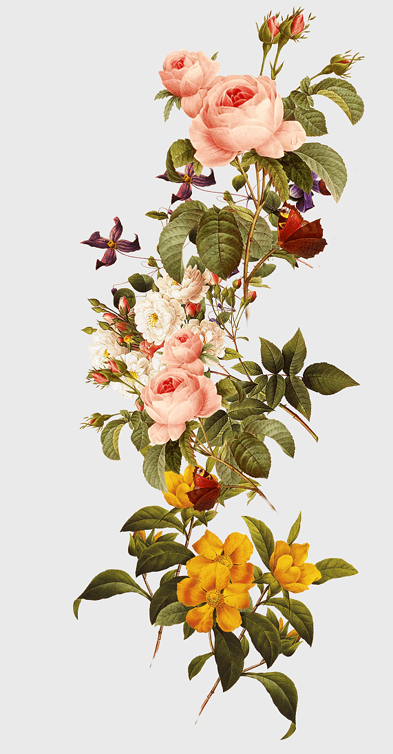 pink and yellow petaled flowers, watercolor flower arrangement, garden roses illustration, rose family blooms, floral art design, botanical illustration, vintage flower painting pink and yellow petaled flowers, watercolor flower arrangement, garden roses illustration, rose family blooms, floral art design, botanical illustration, vintage flower painting