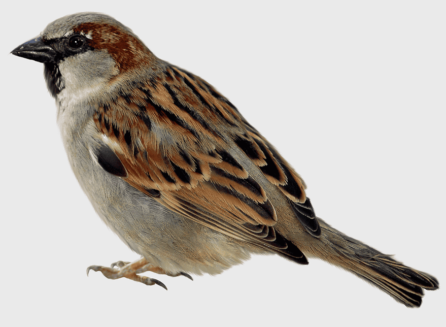 sparrow icon, common sparrow, perching bird, emberizidae, avian wildlife, nature graphy, small bird species sparrow icon, common sparrow, perching bird, emberizidae, avian wildlife, nature graphy, small bird species