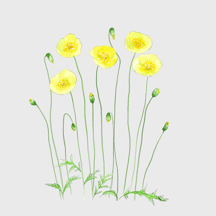 yellow watercolor flowers, watercolor yellow daisy illustration, yellow flower watercolor painting, watercolor yellow flora, botanical watercolor art, floral watercolor design, nature-inspired watercolor art yellow watercolor flowers, watercolor yellow daisy illustration, yellow flower watercolor painting, watercolor yellow flora, botanical watercolor art, floral watercolor design, nature-inspired watercolor art