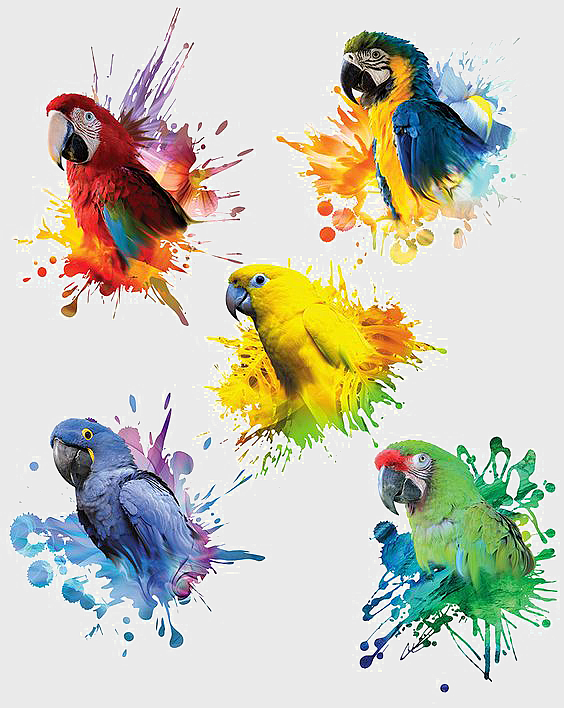five assorted macaws, colorful parrot illustration, watercolor bird art, decorative macaw splash, vibrant parrot design, tropical bird artwork, exotic feathered creatures five assorted macaws, colorful parrot illustration, watercolor bird art, decorative macaw splash, vibrant parrot design, tropical bird artwork, exotic feathered creatures