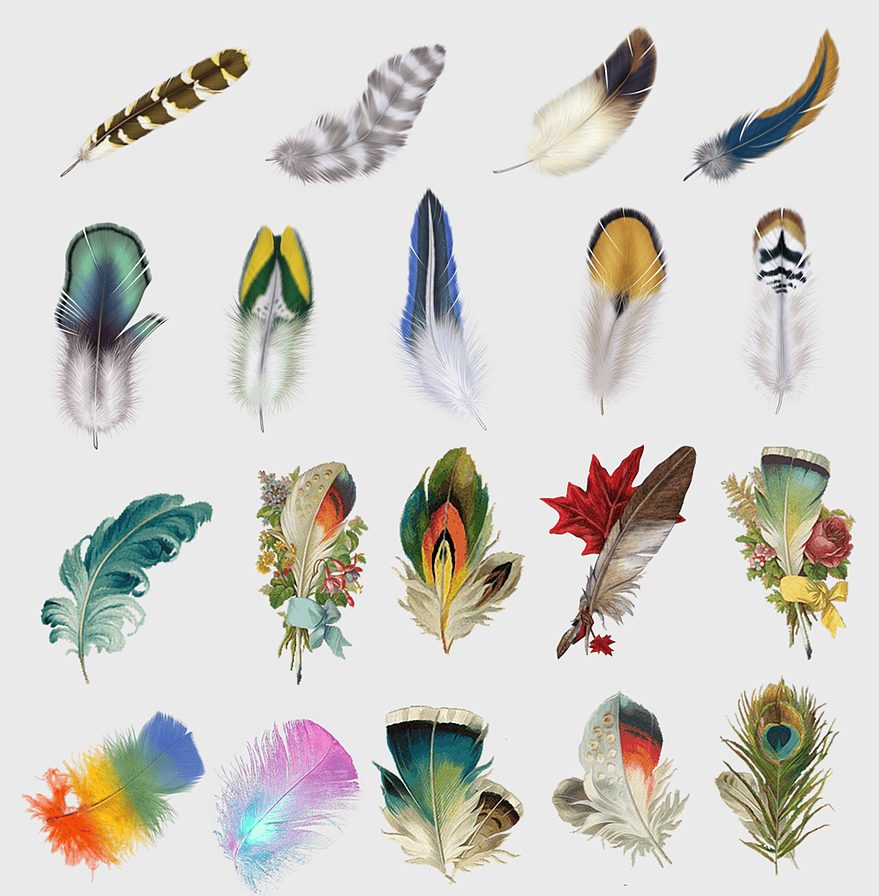 colorful feather illustration, peacock feather design, watercolor feather art, assorted feather collection, avian plumage variety, decorative feather elements, feather pattern diversity colorful feather illustration, peacock feather design, watercolor feather art, assorted feather collection, avian plumage variety, decorative feather elements, feather pattern diversity