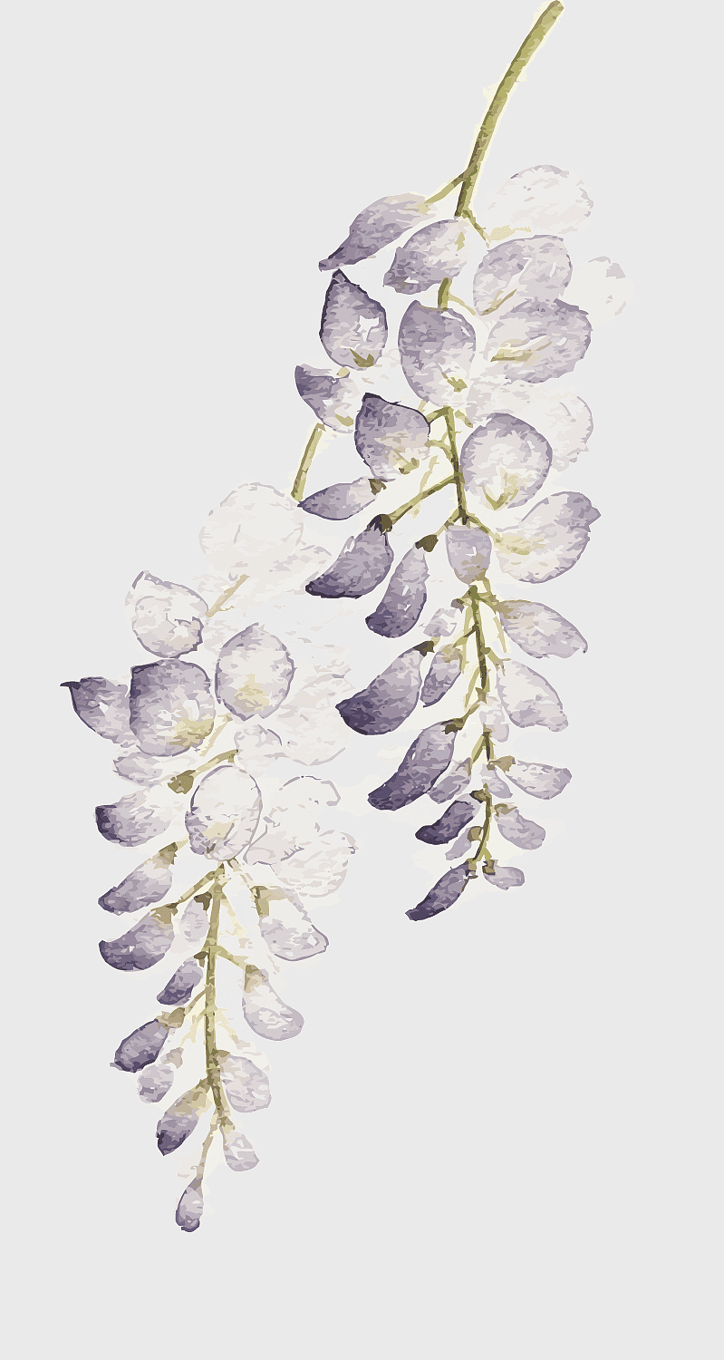 watercolor wisteria floribunda, purple and white watercolor flowers, hand-painted floral illustration, decorative watercolor blossom, botanical watercolor art, floral watercolor design, lavender flower painting watercolor wisteria floribunda, purple and white watercolor flowers, hand-painted floral illustration, decorative watercolor blossom, botanical watercolor art, floral watercolor design, lavender flower painting
