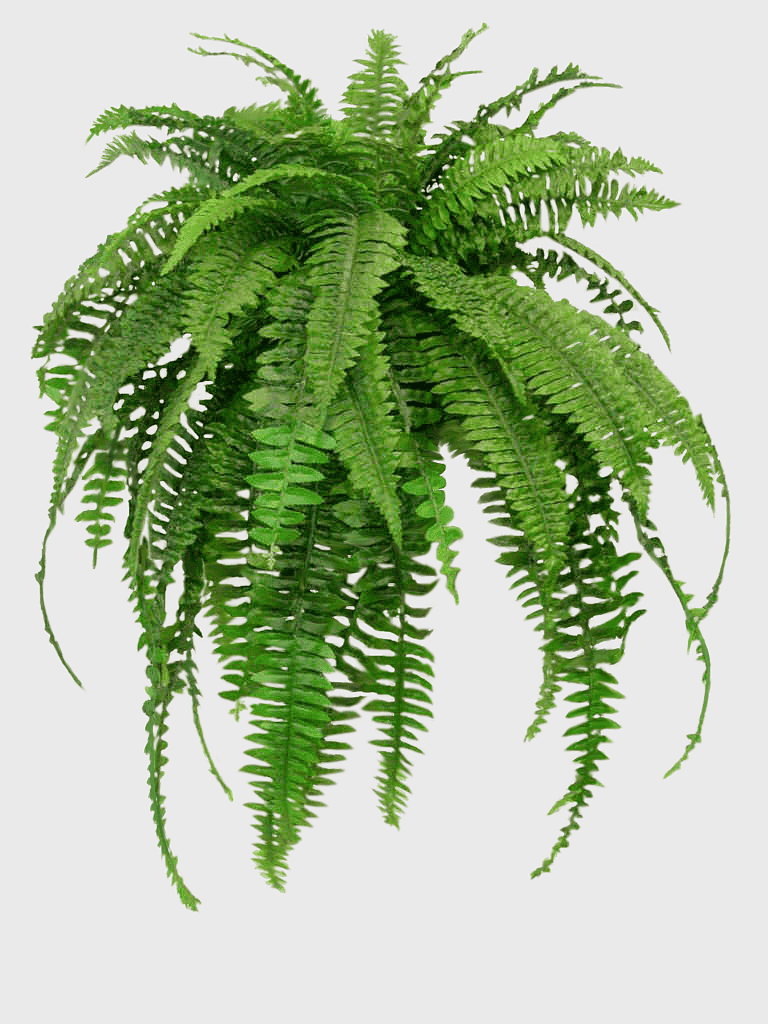 Nephrolepis exaltata houseplant, NASA clean air study fern, indoor fern garden, air purifying houseplant, tropical indoor plants, green foliage decoration, natural air filter system Nephrolepis exaltata houseplant, NASA clean air study fern, indoor fern garden, air purifying houseplant, tropical indoor plants, green foliage decoration, natural air filter system