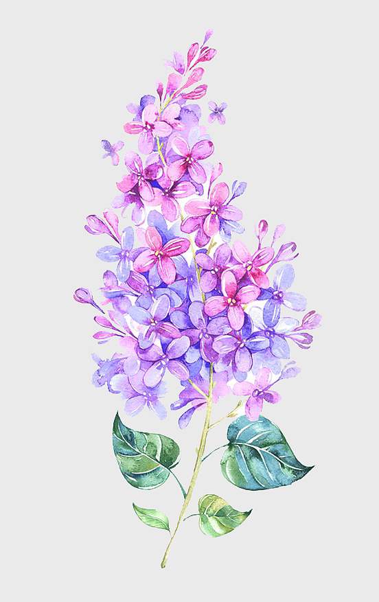 watercolor lilac flower painting, pink and purple watercolor flowers, watercolor flower arrangement, violet watercolor plant, floral watercolor art, botanical watercolor illustration, lilac flower design watercolor lilac flower painting, pink and purple watercolor flowers, watercolor flower arrangement, violet watercolor plant, floral watercolor art, botanical watercolor illustration, lilac flower design