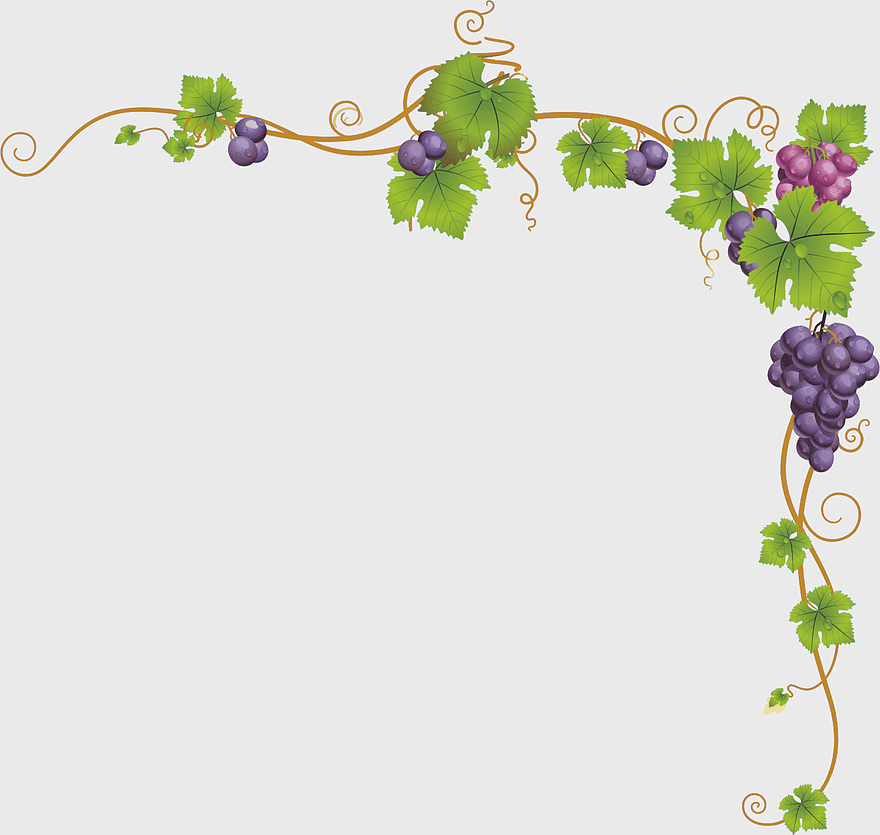 grape vine illustration, purple grape bunch, vintage frame design, floral vine border, botanical illustration, decorative grapevine, fruit vine pattern grape vine illustration, purple grape bunch, vintage frame design, floral vine border, botanical illustration, decorative grapevine, fruit vine pattern