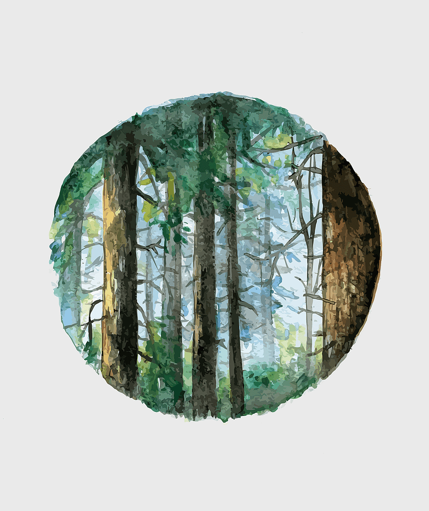 watercolor forest painting, watercolor trees, romantic watercolor forests, hand-painted forest scene, tranquil natural art, scenic woodland artistry, forest canopy artwork