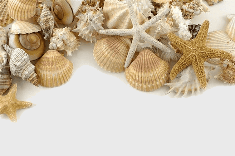seashell collection, decorative seashells for home, beach-themed ornaments, assorted seashells and starfish, oceanic decor elements, coastal interior design, marine life decorations seashell collection, decorative seashells for home, beach-themed ornaments, assorted seashells and starfish, oceanic decor elements, coastal interior design, marine life decorations
