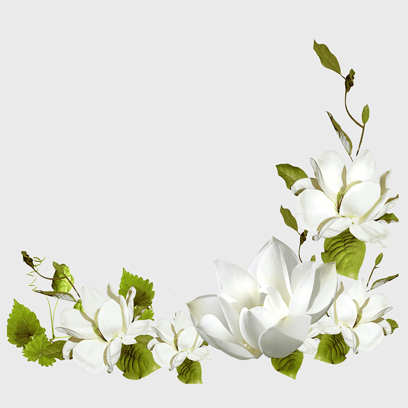 white magnolia flowers, floral arrangement design, hand-painted watercolor flowers, wedding floral decorations, botanical illustration, nature-inspired art, elegant floral elements white magnolia flowers, floral arrangement design, hand-painted watercolor flowers, wedding floral decorations, botanical illustration, nature-inspired art, elegant floral elements