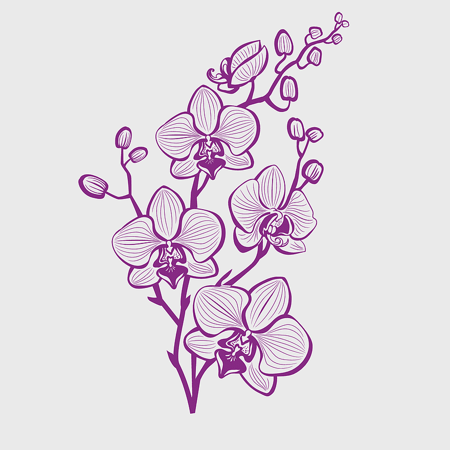 purple moth orchid illustration, hand painted purple orchid, watercolor purple flower, purple orchid branch, floral art design, botanical illustration, decorative floral pattern purple moth orchid illustration, hand painted purple orchid, watercolor purple flower, purple orchid branch, floral art design, botanical illustration, decorative floral pattern