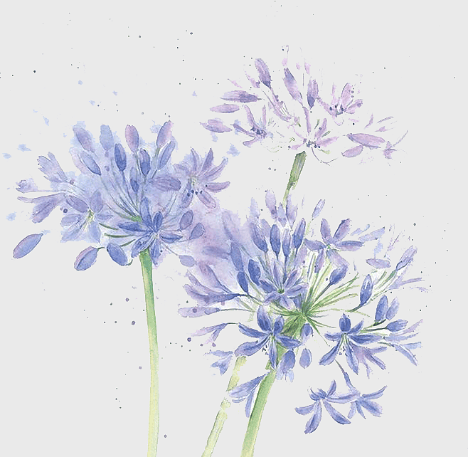 watercolor chrysanthemum flowers, purple lily of the Incas, floral watercolor painting, watercolor flower arrangement, delicate floral art, botanical watercolor illustration, pastel floral bouquet watercolor chrysanthemum flowers, purple lily of the Incas, floral watercolor painting, watercolor flower arrangement, delicate floral art, botanical watercolor illustration, pastel floral bouquet
